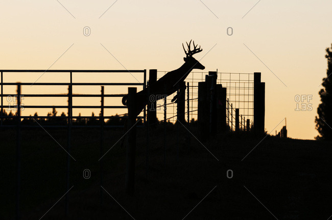 White-tailed buck (Odocoileus virginianus) jumps cattle fence