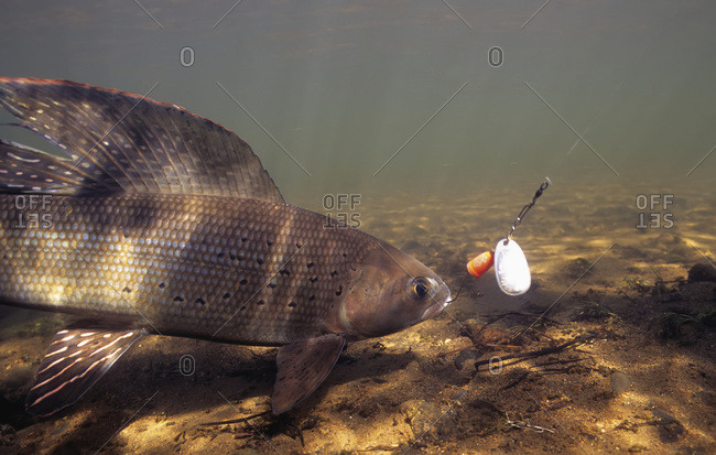 Arctic Grayling (Thymallus arcticus) underwater with hook in mouth