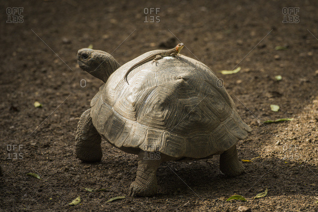 Galapagos giant tortoise (Chelonoidis nigra) with lizard on it\'s shell