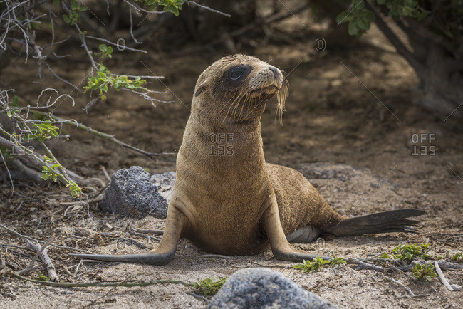 A young Galapagos sea lion pup (Zalophus wollebacki)  lying on a sandy beach framed by rocks and bushes