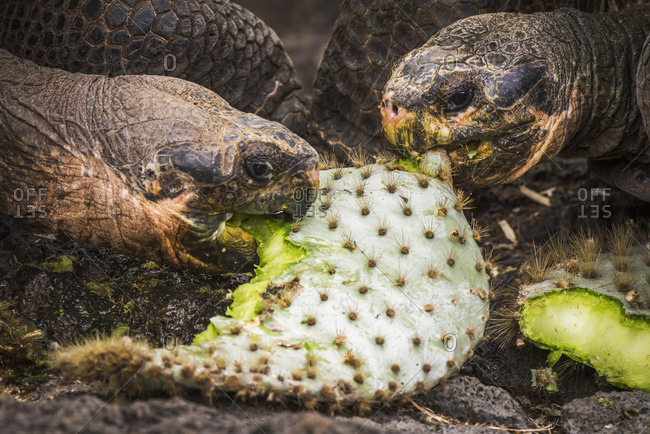Two Galapagos giant tortoises (Geochelone) biting cactus leaves