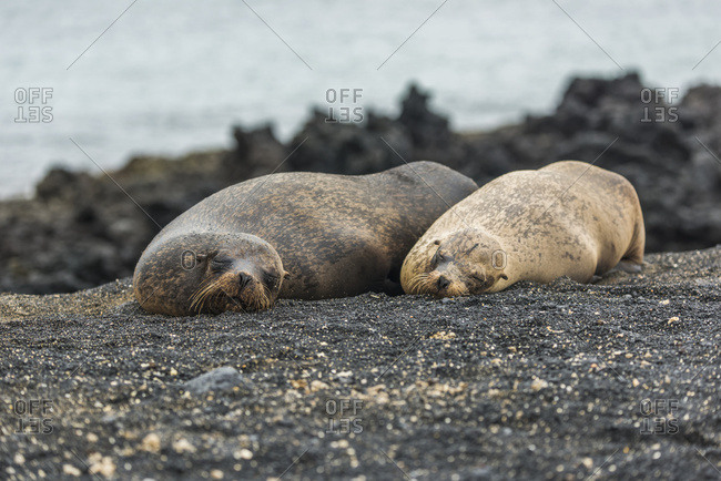 Two Galapagos sea lions (Zalophus wollebacki) asleep on beach