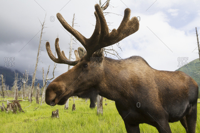 Mature bull moose with antlers in velvet at the Alaska Wildlife Conservation Center in Portage, South central Alaska