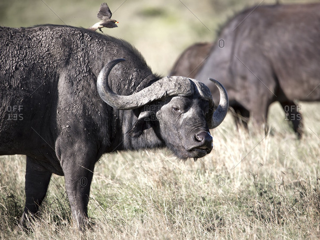 Oxpecker bird flying on buffalo\'s back