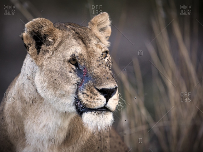 Portrait of lioness with scar