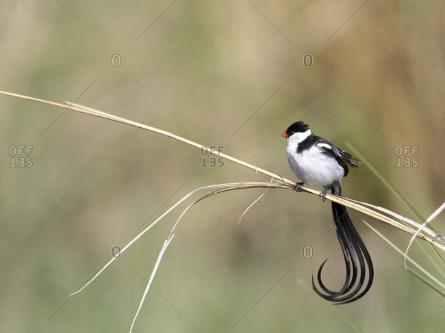 Pin-tailed whydah bird