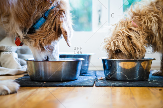Two dogs eating from metal food bowls