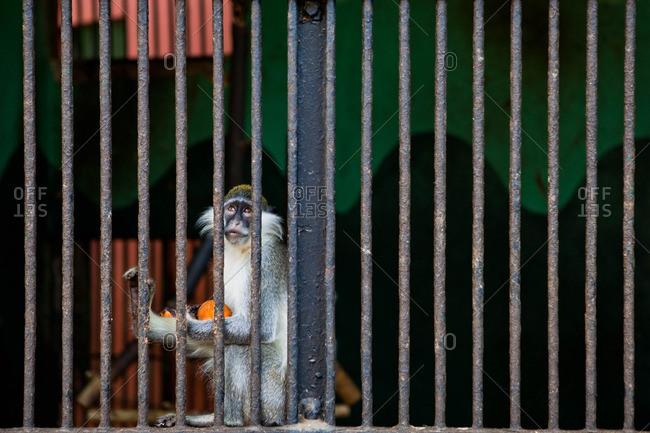 Monkey in a cage at a zoo in Cairo, Egypt