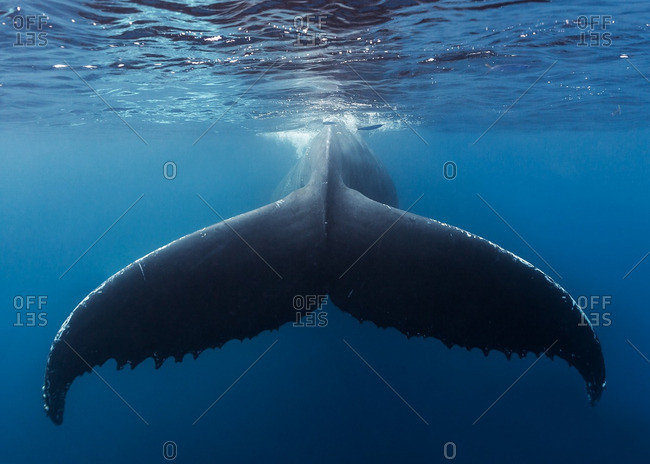 Tail fin of a Humpback Whale swimming underwater