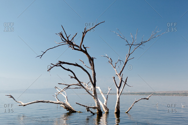 Dead tree in salt lake
