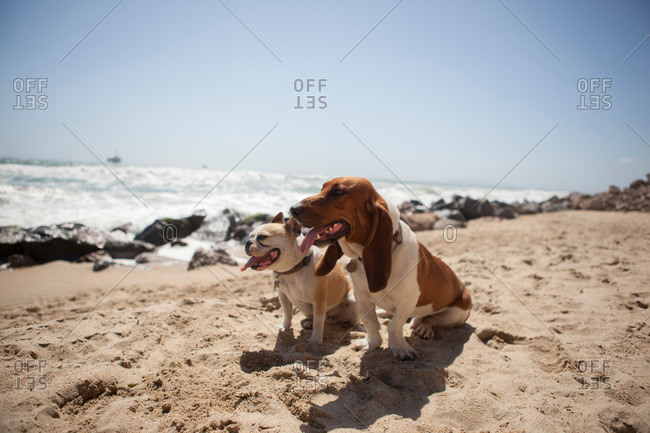 Dogs panting together on beach