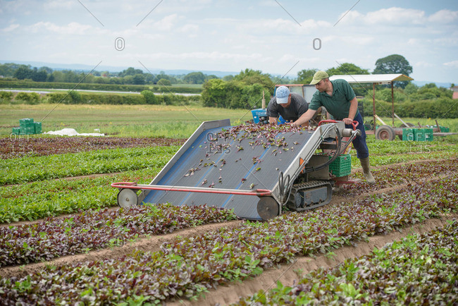 Workers using salad leaf harvesting machine on herb farm