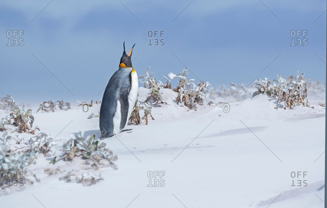 King penguin (Aptenodytes patagonicus) emitting sound, Falkland Islands