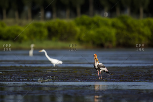 A painted stork with other water birds in wetlands at Xuanthuy National Park, Vietnam