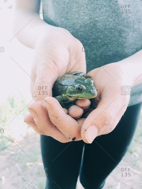 A frog in person\'s hands