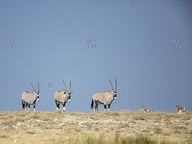 Three Oryx standing side-by-side on a ridge