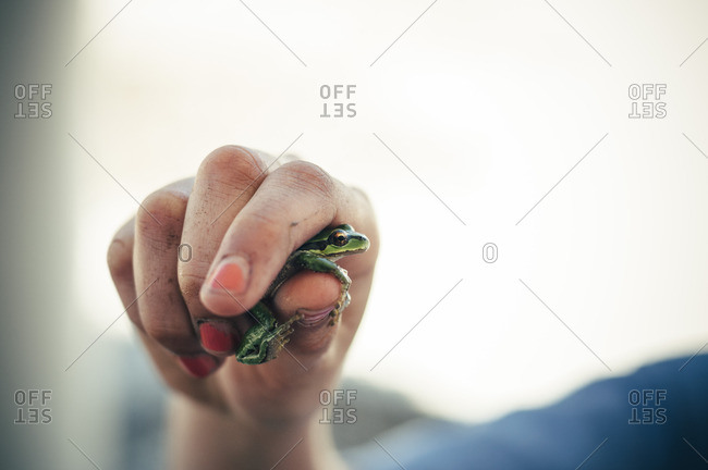 A hand holding small frog