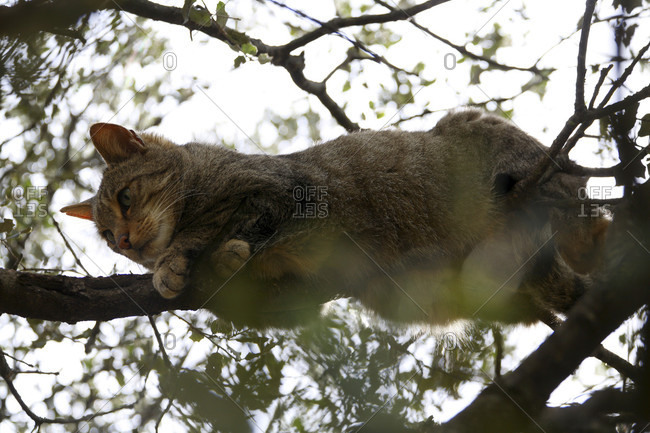 Wildcat (Felis silvestris) in Monfragye National park, caceres, extremadura, spain