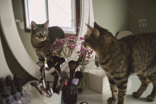 Mirror image of tabby cat standing on vanity