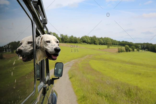 Mongrel looking out of window of off-road vehicle