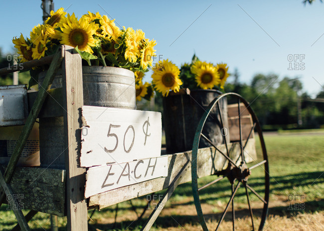 Roadside stand with buckets of sunflowers