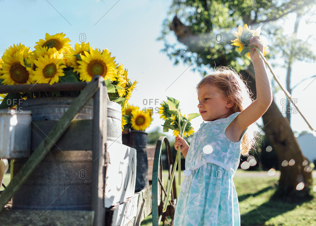 Girl gets sunflowers at roadside stand