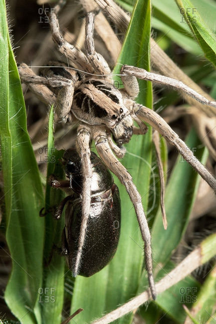White wolf spider preparing to eat a cricket