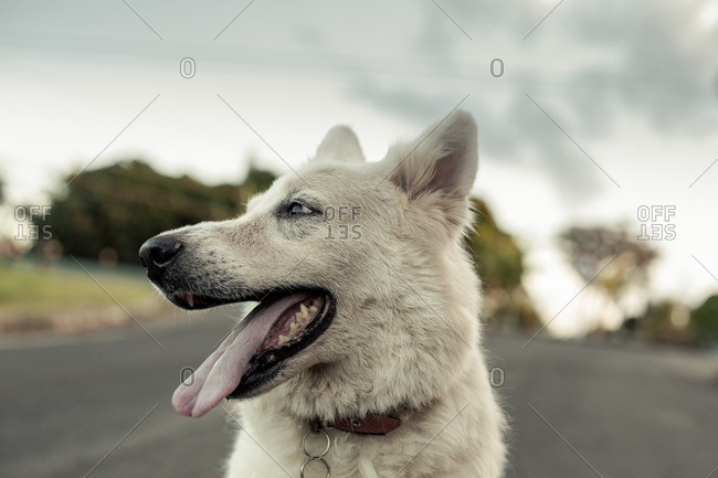 Portrait of a panting white dog