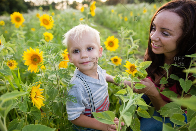 Boy in sunflower field with mom
