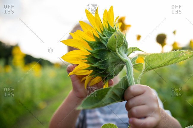 Boy touching a sunflower