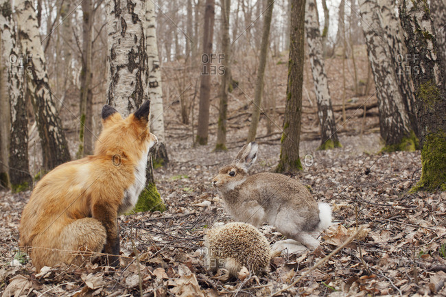 Sweden, Sodermanland, Stockholm, Fox, hare and hedgehog in forest
