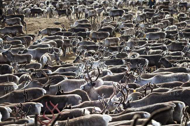 Sweden, Lapland, Levas, Herd of reindeer (Rangifer tarandus) in autumn