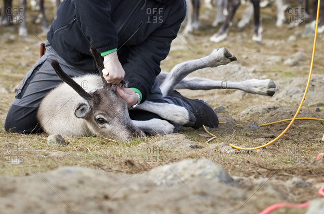 Sweden, Lapland, Levas, Man tagging reindeer (Rangifer tarandus) in wild