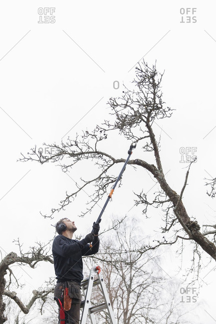 Sweden, Sodermanland, Jarna, Man cutting branch of apple tree