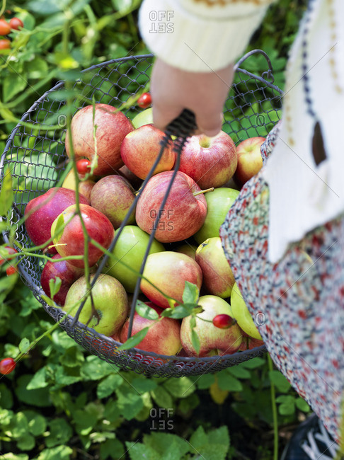 Sweden, Woman carrying metal basket full of apples