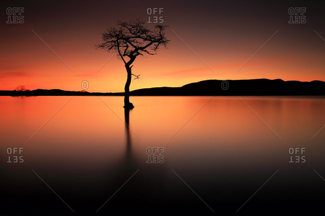 Milarocchy Bay tree silhouetted at sunset in Loch Lomond, Scotland