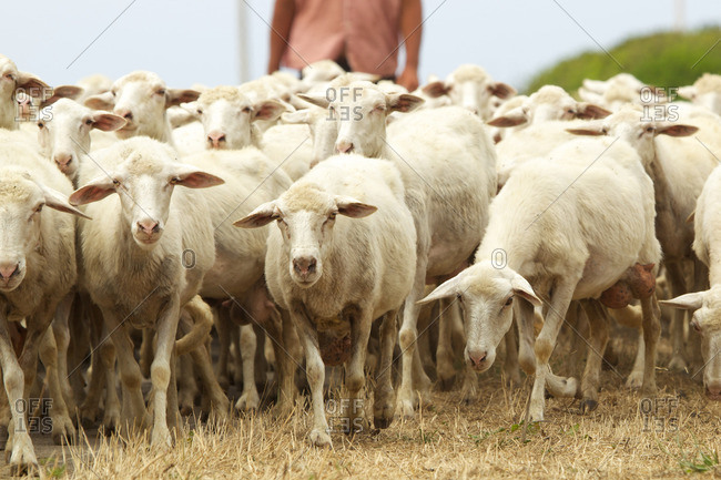 Flock of sheep in Sardinia