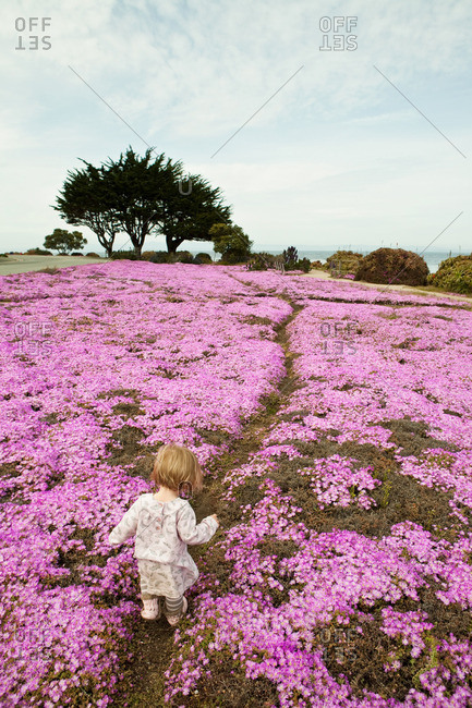 Toddler walking through pink flowers