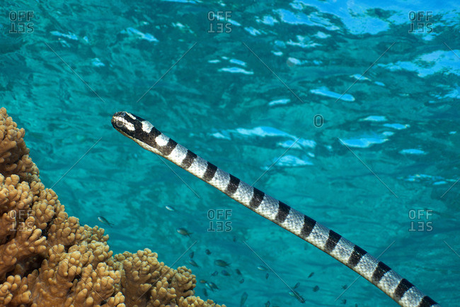 Free-swimming Sea Snake