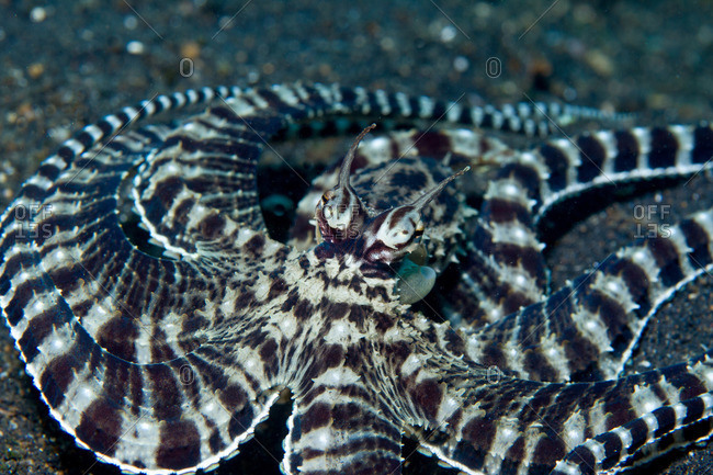 Mimic Octopus Camouflage Mode