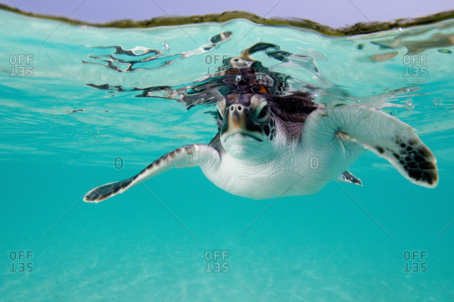 Juvenile Green Sea Turtle underwater