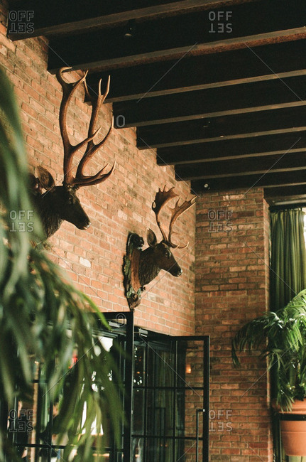 Deer hunting trophies on brick wall of rustic restaurant