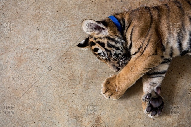 A tiger cub napping at Thailand\'s Tiger Temple