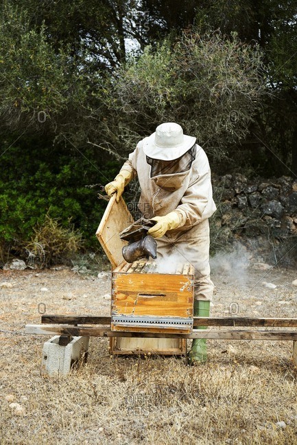 Beekeeper spraying smoke in wooden beehive at field