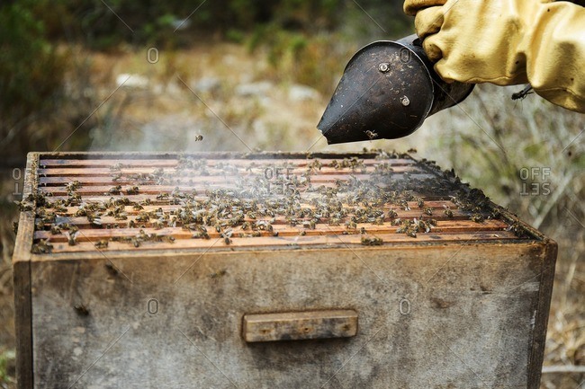 Beekeeper emitting smoke into wooden beehive