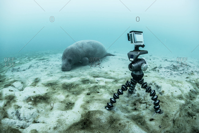 Underwater camera on tripod filming sleeping manatee, Sian Kaan biosphere reserve, Quintana Roo, Mexico
