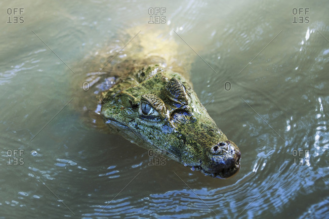 Caiman (Caimaninae) in a lake, Orinoco Delta, Venezuela