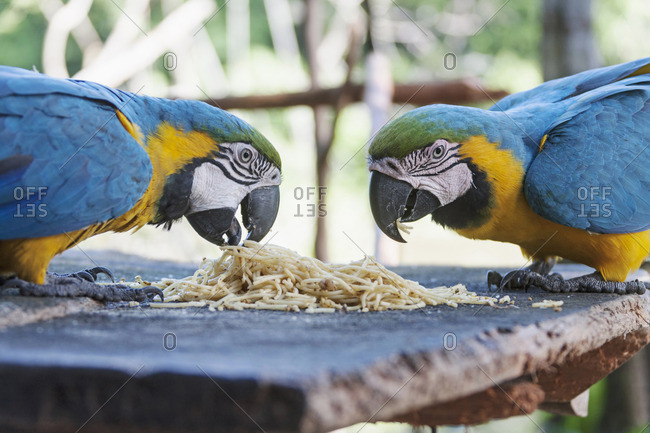 Gold and Blue Macaw (Ara ararauna) feeding spaghetti, Orinoco Delta, Venezuela