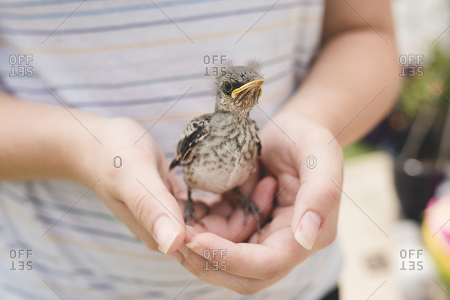Baby bird in child\'s hands