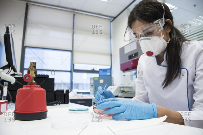 Laboratory technician in analytical laboratory culturing cells in petri dish